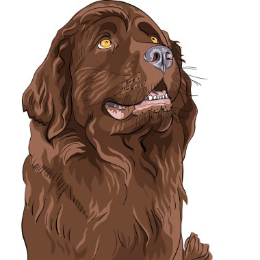Vector sketch dog Newfoundland hound breed sitting clipart