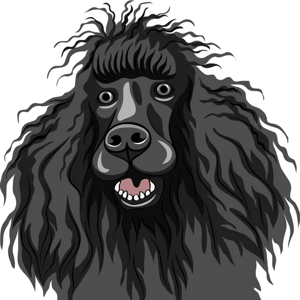 Croquis vectoriel de couleur du chien souriant noir race Caniche — Image vectorielle