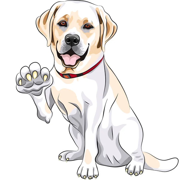 Vector dog Labrador Retriever cheerful smiles and gives a paw — Stock Vector