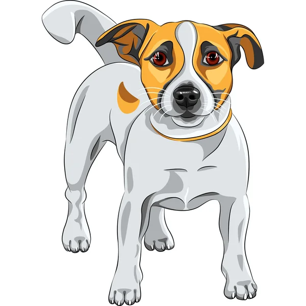 Vector bosquejo perro Jack Russell Terrier crianza — Vector de stock