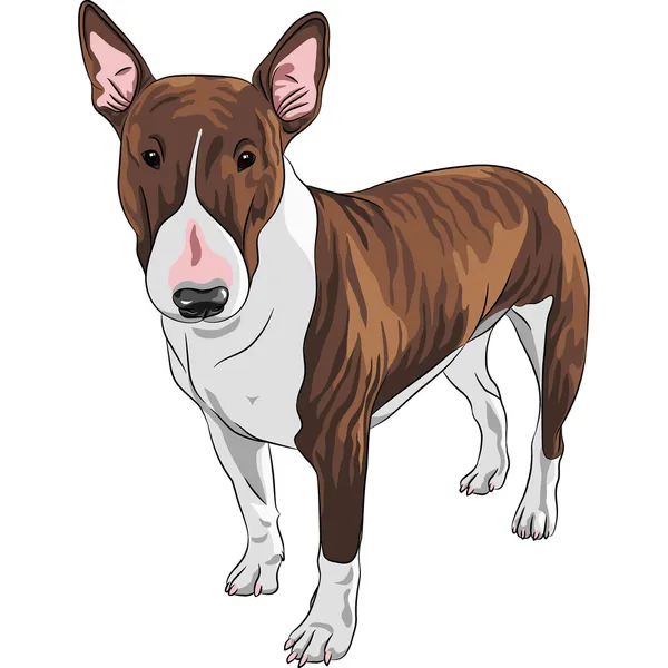 Vector desenho animado Bull Terrier raça cão em preto e bronzeado —  Vetores de Stock