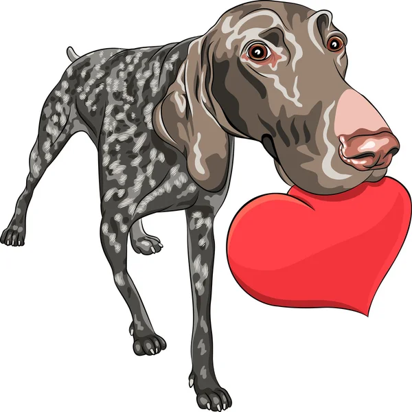 Векторна собака Курцхаарська порода, що тримає червоне серце — стоковий вектор