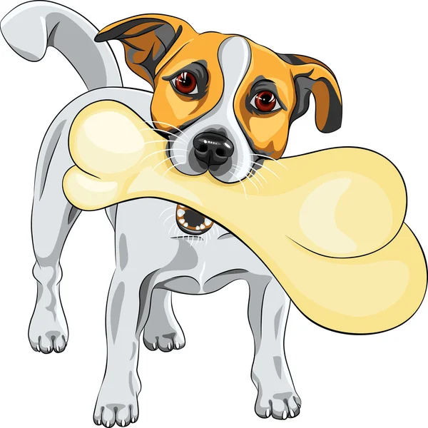 Vektor kutya Jack Russell Terrier tartja a csont — Stock Vector