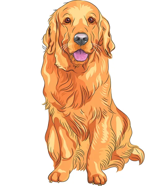 Vector sketch red gun dog breed Golden Retriever — Stock Vector