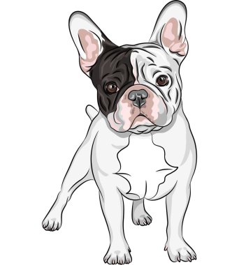 Download French Bulldog Free Vector Eps Cdr Ai Svg Vector Illustration Graphic Art
