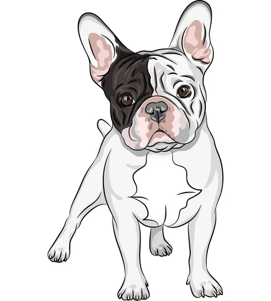 Vector sketch domestic dog French Bulldog breed — Stock Vector