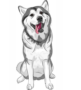vector dog sled Siberian Husky breed sitting and smiling clipart