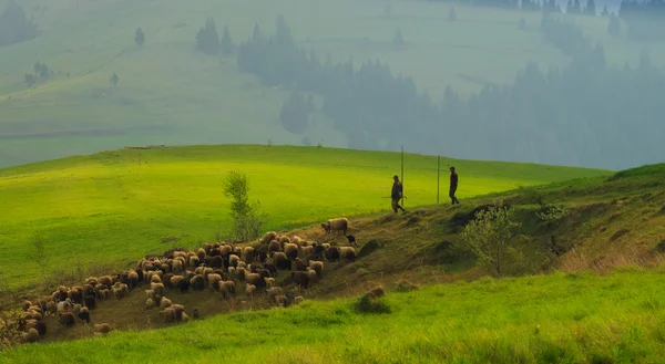 Spring landscape in the Carpathian mountains with a herd of shee — Stock Photo, Image