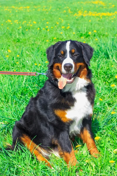 Kutya tenyészt Bernese hegy ül, és mosolyogva — Stock Fotó