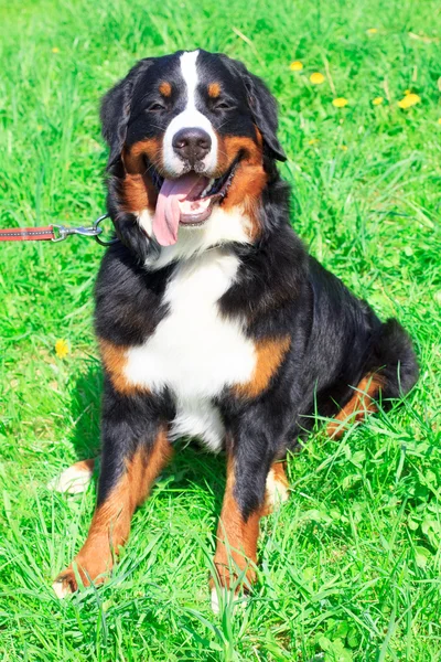 Kutya tenyészt Bernese hegy ül, és mosolyogva — Stock Fotó