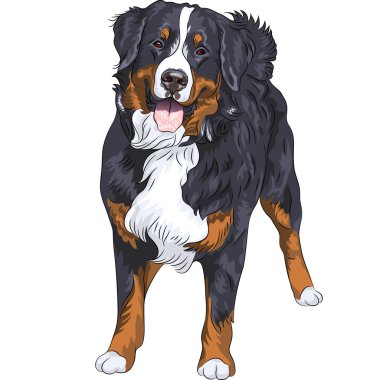 Vector dog breed Bernese mountain dog standing and smiling clipart