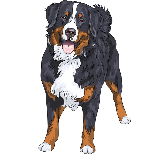 Vector perro raza Bernese perro de montaña de pie y sonriente — Vector de stock