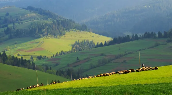 Manada de ovelhas no gramado de esmeralda nas montanhas dos Cárpatos — Fotografia de Stock