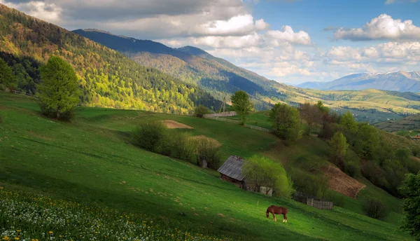 Krajina s koněm v Karpatských horách — Stock fotografie