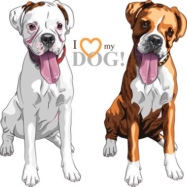 vector sketch two domestic dog Boxer breed clipart