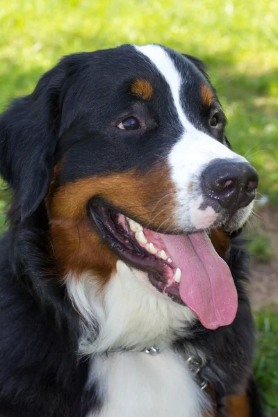 Close-up portrait of the dog breed Bernese mountain smiling — Stock Photo, Image