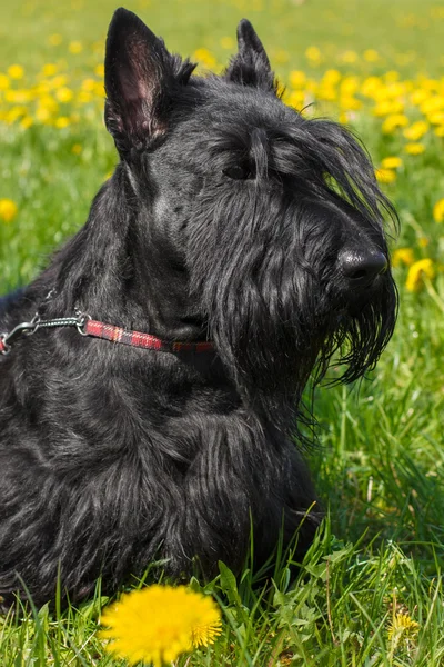 Siyah köpek İskoç korkunç doğurmak — Stok fotoğraf