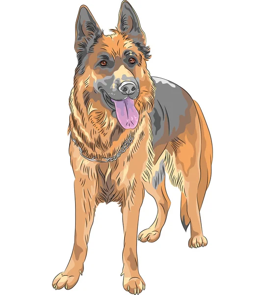 Croquis vectoriel couleur chien berger allemand race — Image vectorielle