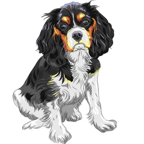 Esboço a cores vetorial do cão Cavaleiro Rei Charles Spaniel bre — Vetor de Stock