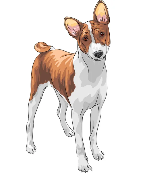 Bosquejo vectorial perro de caza raza Basenji — Vector de stock