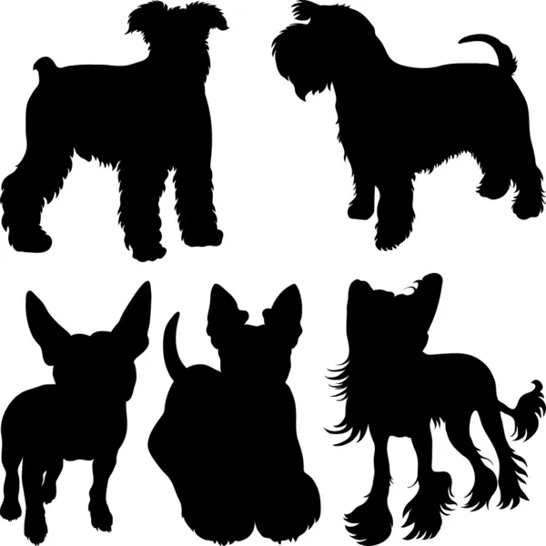 Vector silhouettes of terrier dogs in the rack — Stock Vector