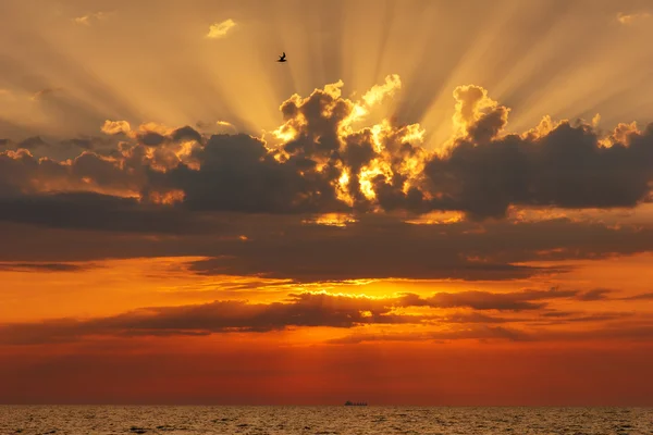 Flygande fågel vid solnedgången över havet — Stockfoto
