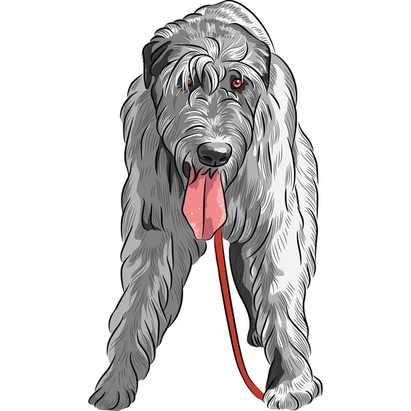 Vector dog Irish Wolfhound breed — Stock Vector