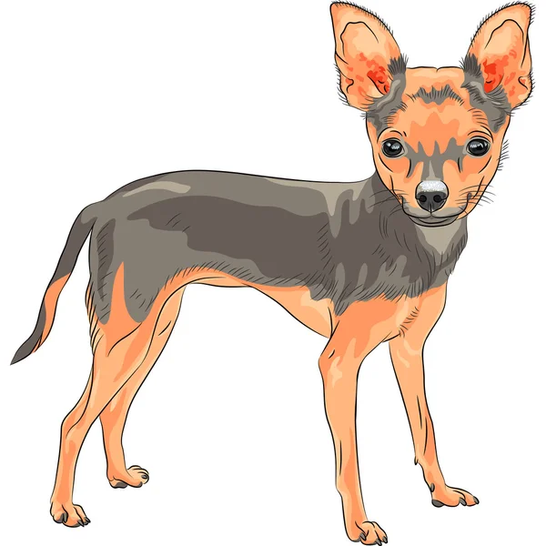 Vector schets chihuahua hondenras glimlachen — Stockvector