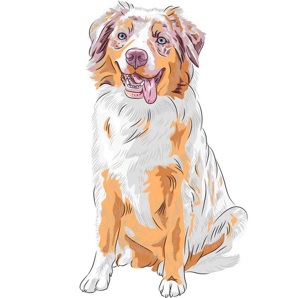 ᐈ Australian Shepherd Cartoon Stock Drawings Royalty Free Australian Shepherd Pictures Download On Depositphotos