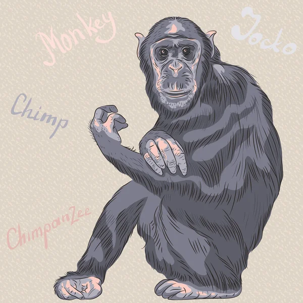 Vector divertido mono de dibujos animados Chimpancé — Vector de stock