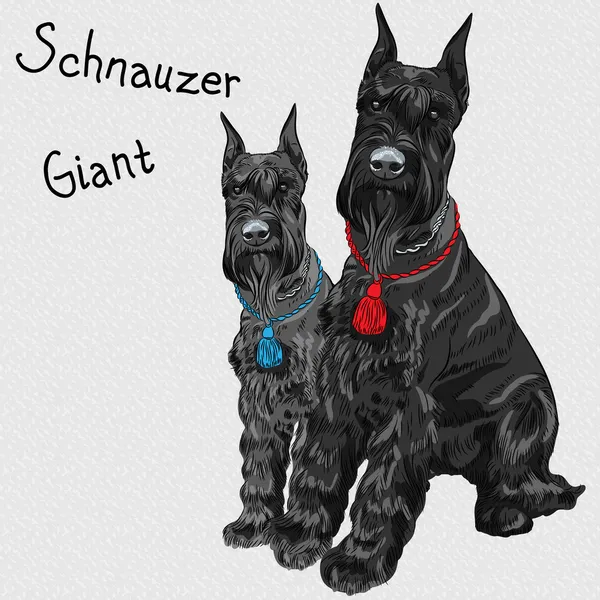 Vetor preto gigante Schnauzer cão sentado —  Vetores de Stock