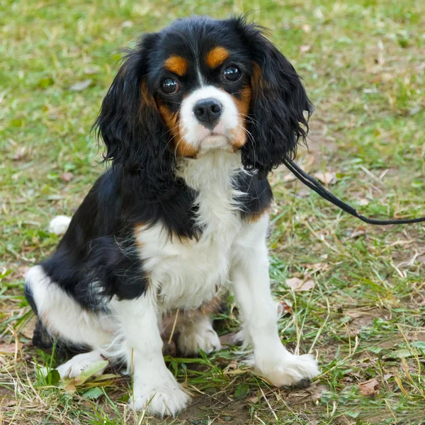 Close-up retrato do cão Cavalier Rei Charles Spaniel raça — Fotografia de Stock