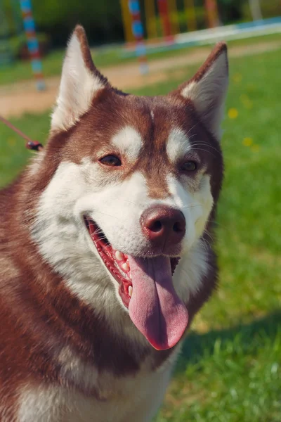 Közeli arckép piros fehér fajtiszta kutyák husky — Stock Fotó