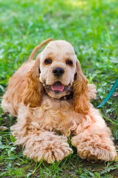Nahaufnahme Porträt einer niedlichen sportlichen Hunderasse amerikanischer Cocker — Stockfoto