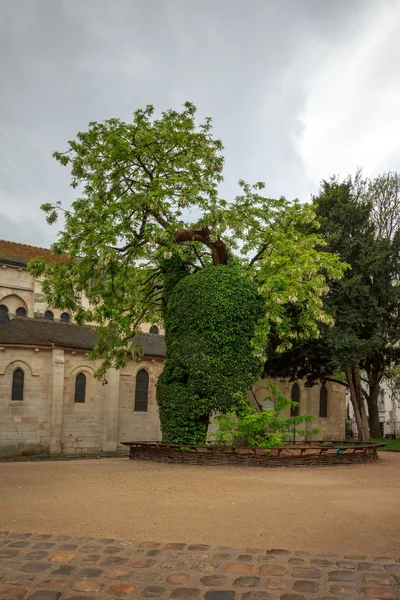 Black locust - the oldest tree in Paris, Square Rene Viviani. — Stock Photo, Image