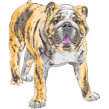 vector sketch dog English Bulldog breed clipart