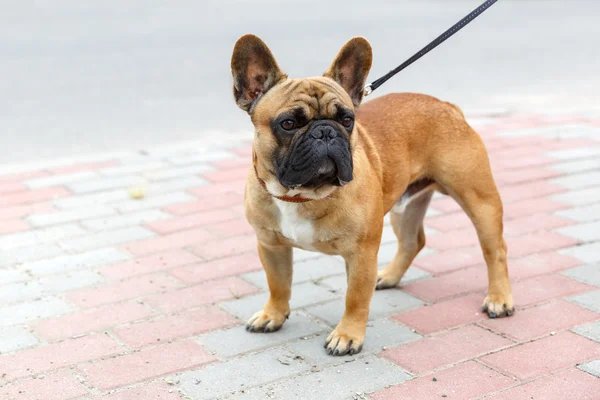 Cão doméstico raça Bulldog francês — Fotografia de Stock