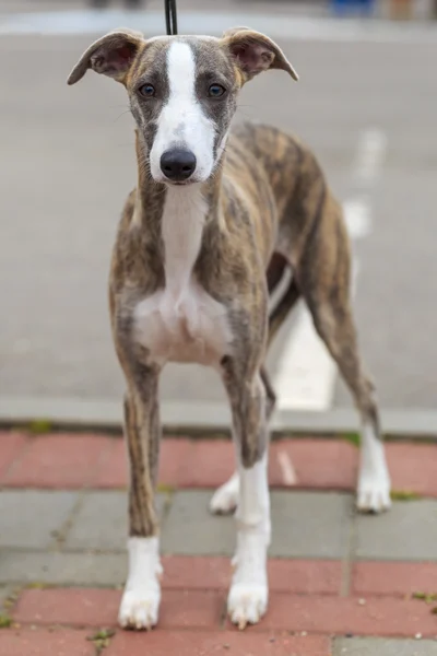 Chien domestique whippet race — Photo