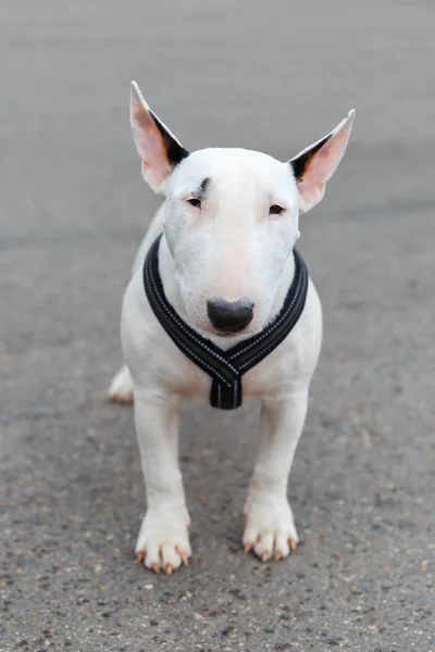 Perro doméstico Miniatura Bull Terrier raza — Foto de Stock