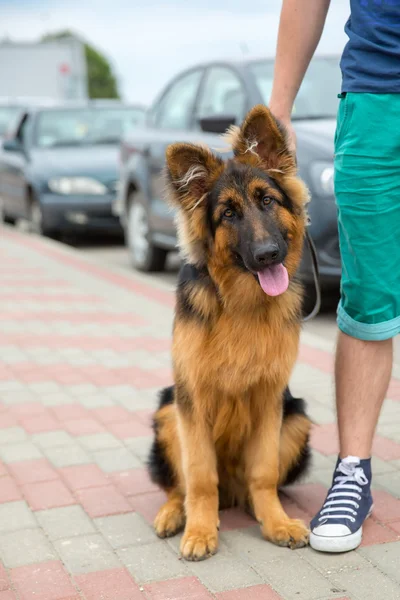 Domestic dog German Shepherd breed — Stock Photo, Image