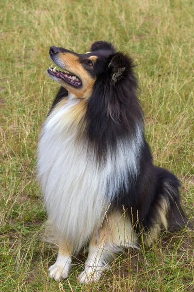 Binnenlandse ruwe collie hondenras — Stockfoto