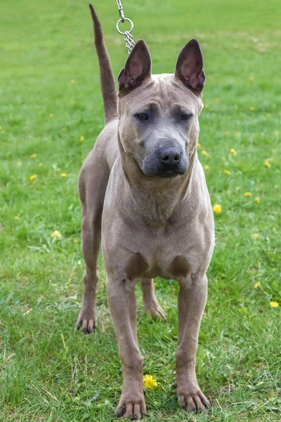 Domowych psem rasy rhodesian ridgeback — Zdjęcie stockowe