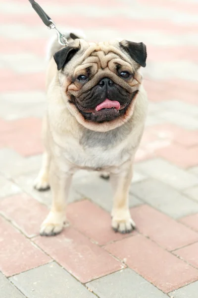 Domowych psem rasy mops Jelonek — Zdjęcie stockowe