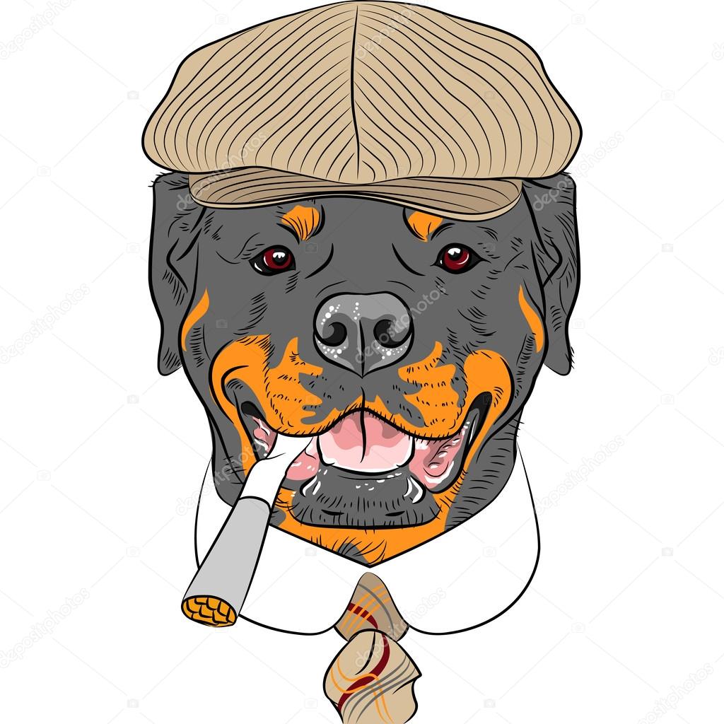 Dessin De Chien Rottweiler  Illustrations De Rottweiler 1 424 Images