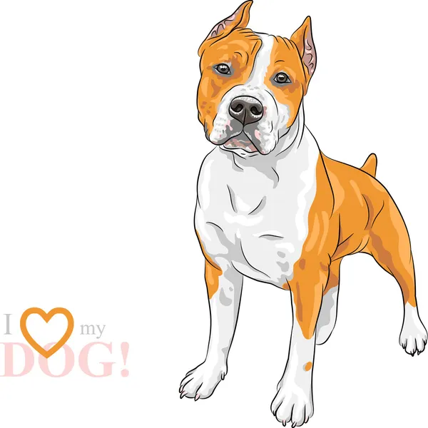 Vector bosquejo perro americano Staffordshire Terrier crianza — Vector de stock