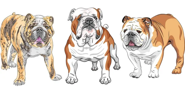 SET chien anglais Bulldog race — Image vectorielle