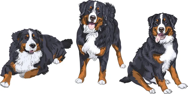 Set perros raza Bernese perro de montaña — Vector de stock