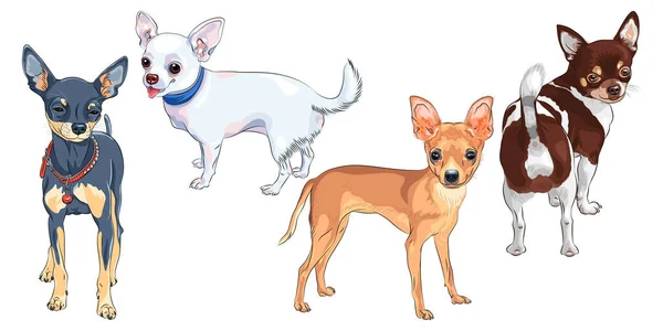 Cão vetor raça Chihuahua sorrindo — Vetor de Stock