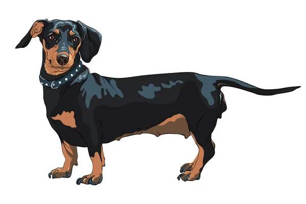 Vector bosquejo perro raza Dachshund — Vector de stock