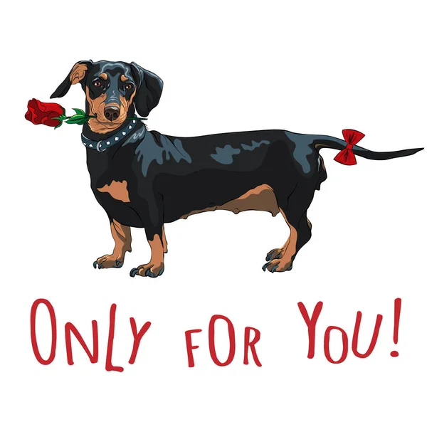 Vector black dog dachshund with red rose — Stock Vector